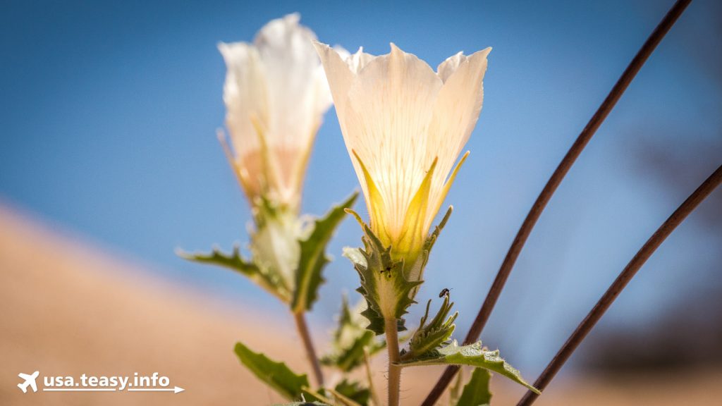 Blütenpracht in der Wüste.
