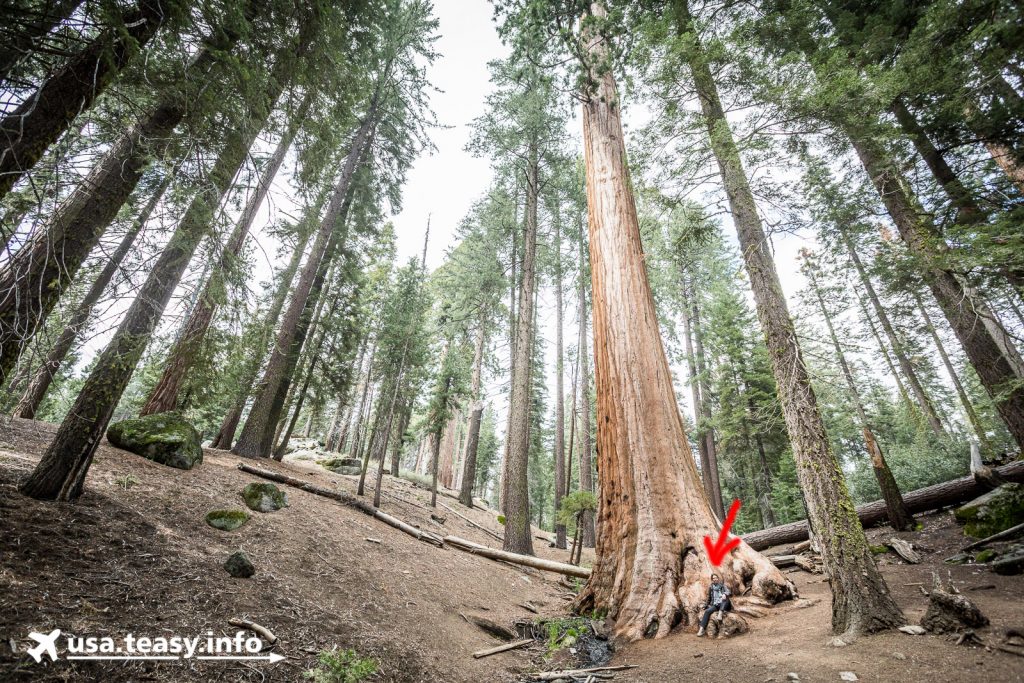Man kommt sich klein vor unter einem Sequoia-Baum.
